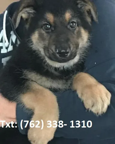 Tiwd german shepherd puppies 