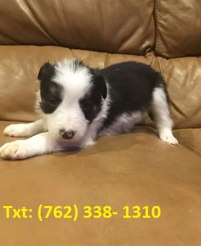 Border collie puppies to adopt
