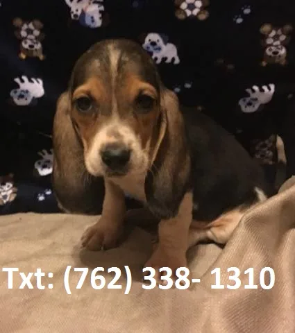 Basset hound puppies to rehome 