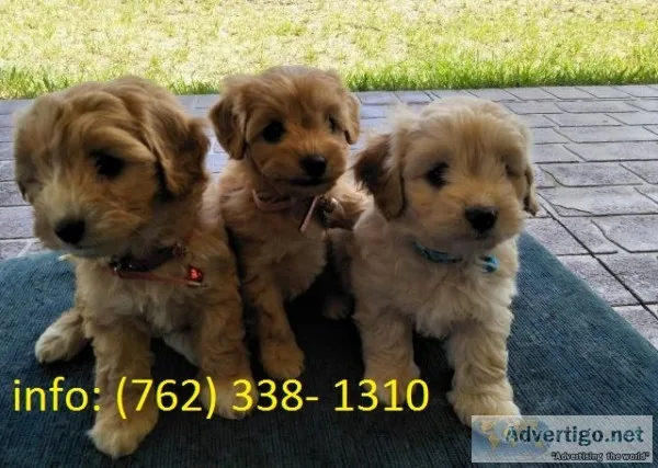 Cavoodle puppies (toy poodle x cavalier)