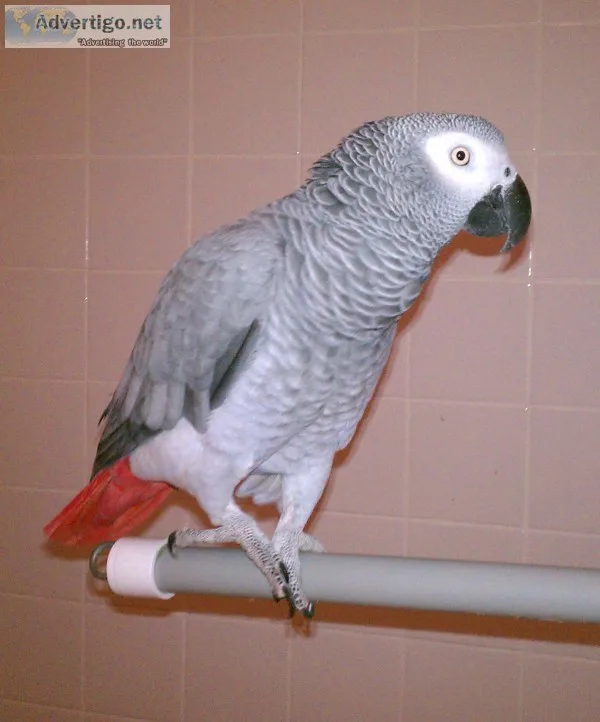 Parrot-congo african grey