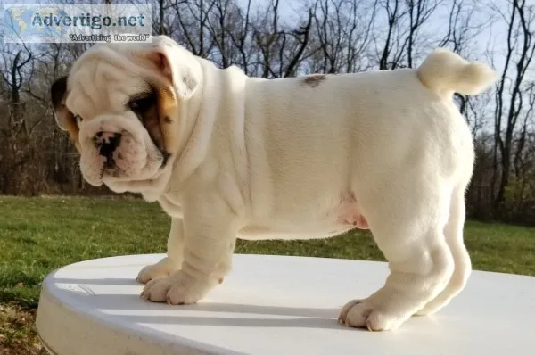 Akc english bulldog puppies 50% off