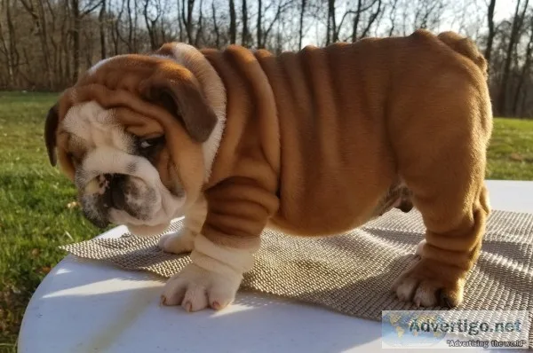 Akc english bulldog puppies 50% off