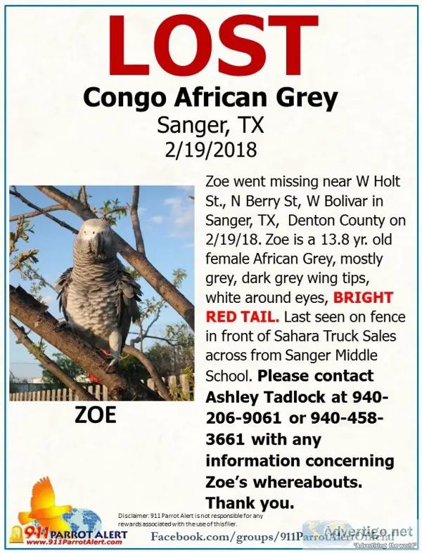 Parrot-congo african grey