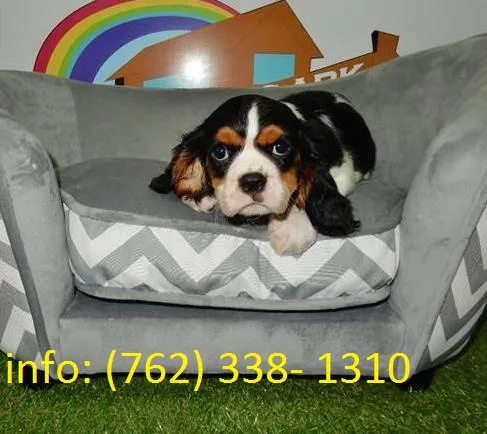 Cavalier king charles spaniel puppies