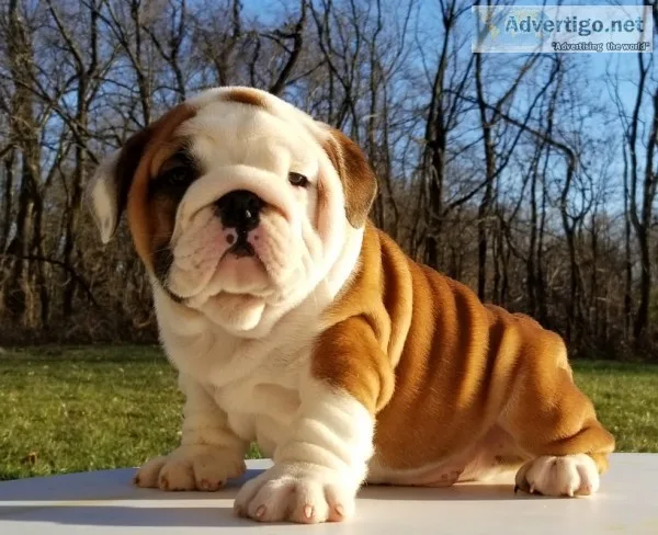 Akc english bulldog puppies 50% off