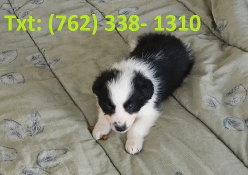 Sierh border collie puppies 