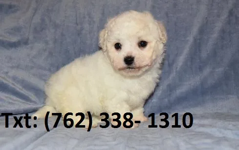 Yuven bichon frise puppies 