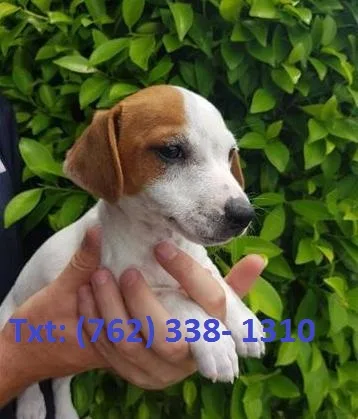 Broeh jack russell terrier puppies 