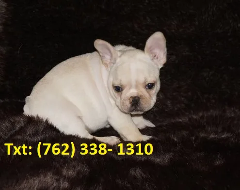 Beautiful french bulldog puppies