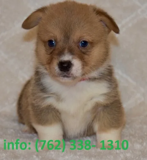 Newok pembroke welsh corgi puppies 