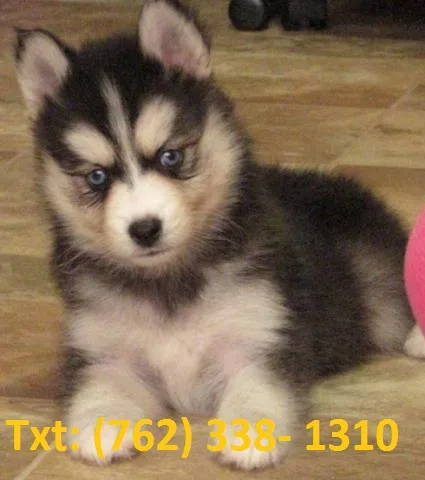 Trel alaskan klee kai puppies 