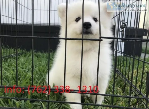 Lkwe japanese spitz puppies 