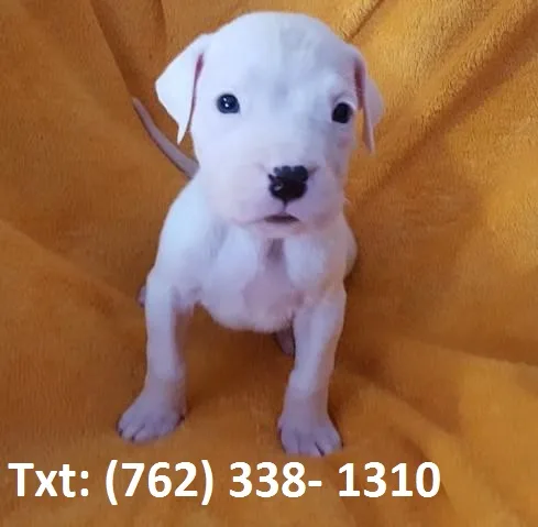 Socialized dogo argentino puppies 