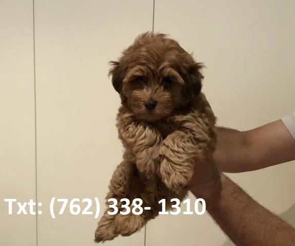 Adorable outstanding toy poodle puppies