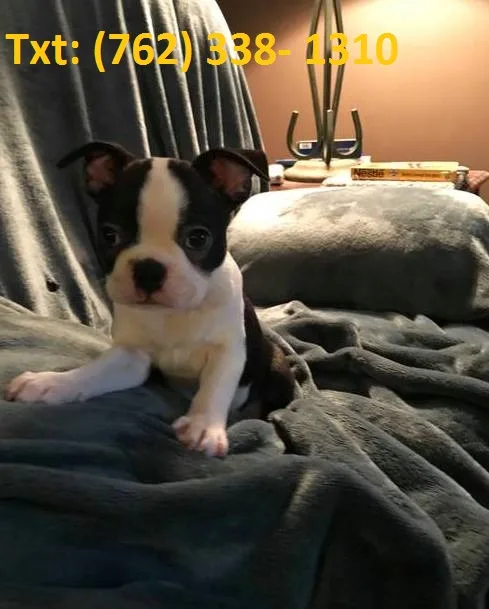 Pkleib boston terrier puppies 
