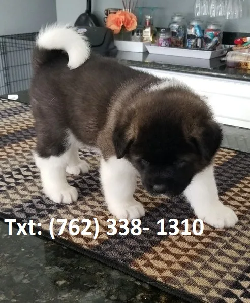 Hikry akita puppies 