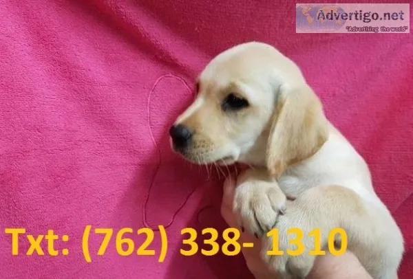 Mewol labrador puppies