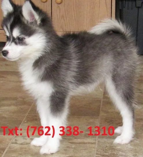 Nwhit alaskan klee kai puppies 
