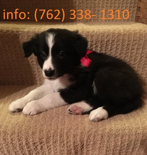 Border collie pups