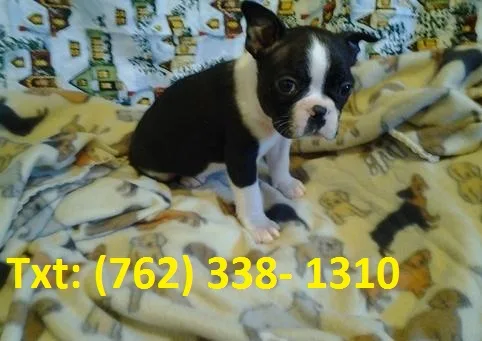 Boston terrier available 