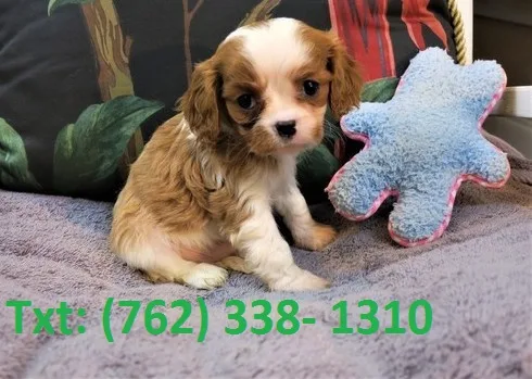 Cavalier king charles spaniel