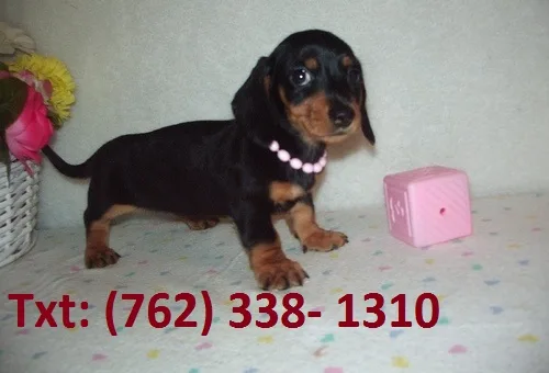 Pure smooth coat mini dachshund pups