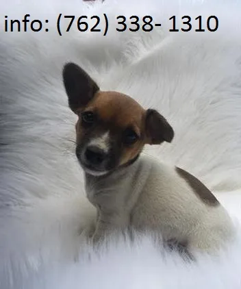 Wlejd jack russell terrier puppies 