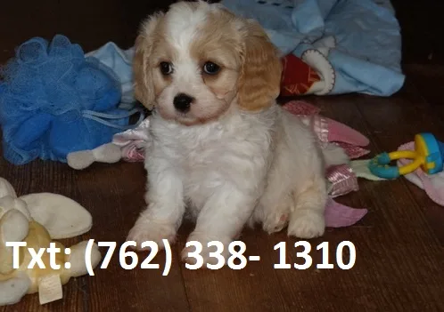 Bwiir cavachon puppies 