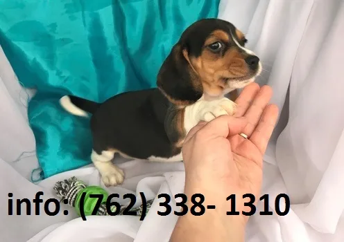 Kjfeg beagle puppies 