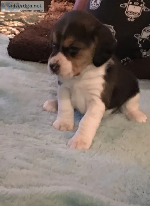 Puppy