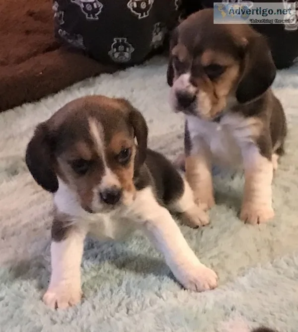 Puppy