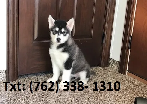 Yurned alaskan malamute puppies 