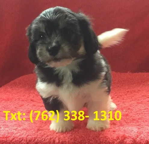 Nueg havanese puppies 