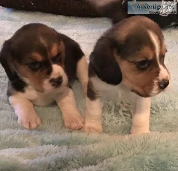 Puppy