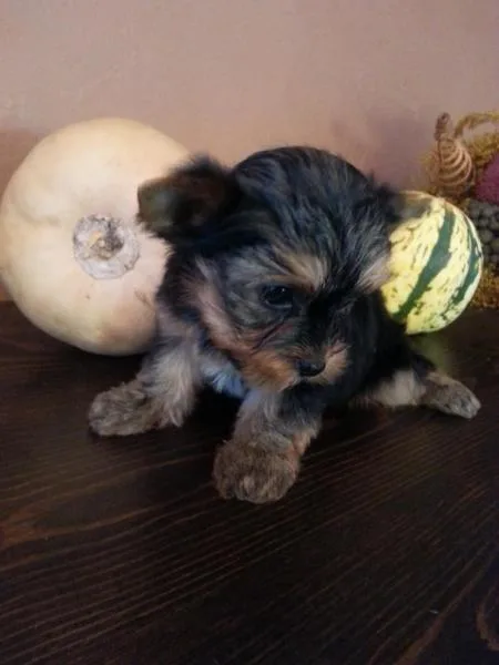 Small purebred yorkie puppies