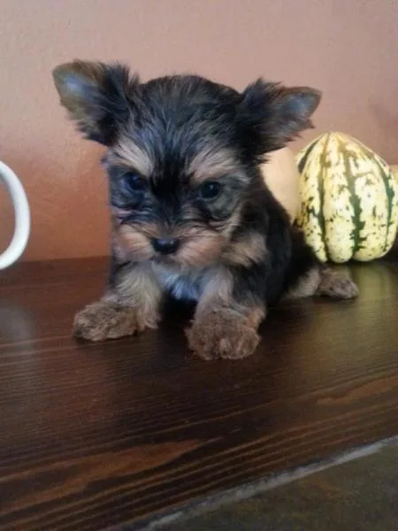 Small purebred yorkie puppies