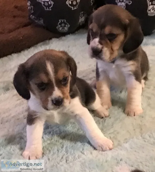 Puppy