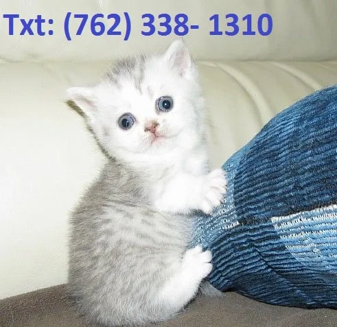 Homin munchkin kittens 