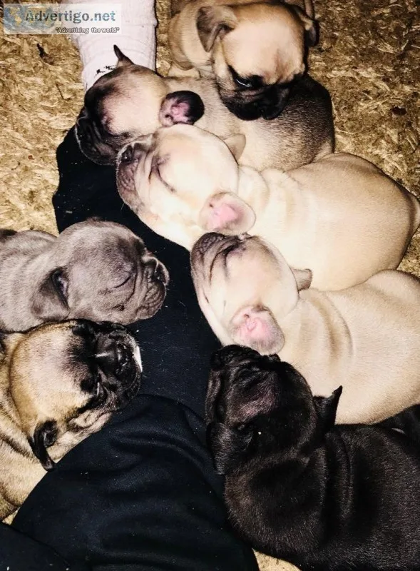 Sdfdsaf french bulldog puppies ready now