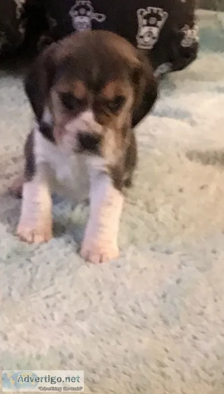 Puppy