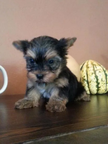 Small purebred yorkie puppies