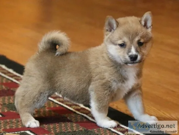  kc beautiful shiba inu puppy