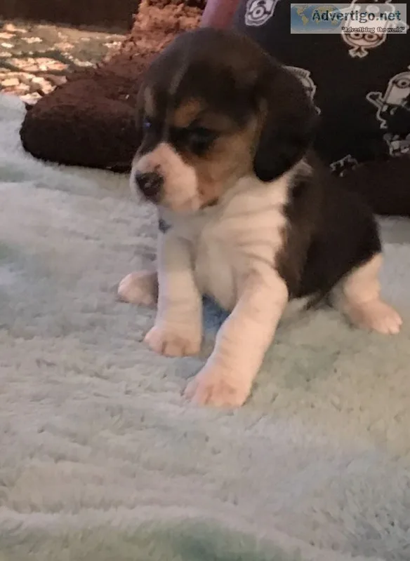 Puppy