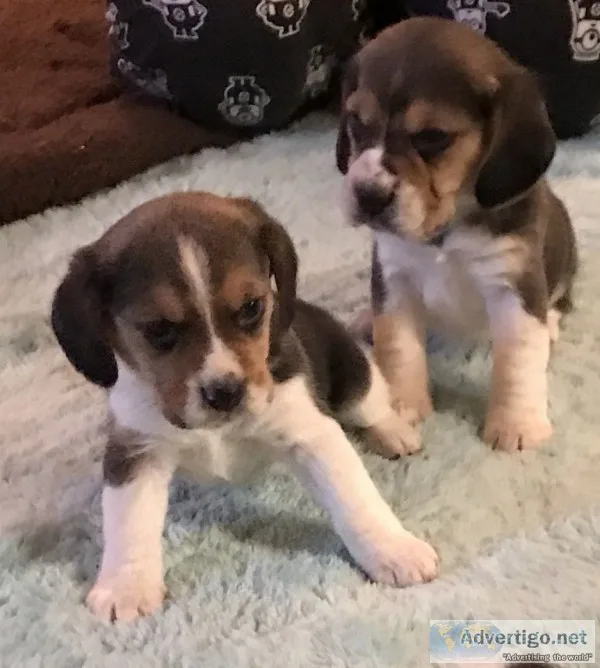 Puppy