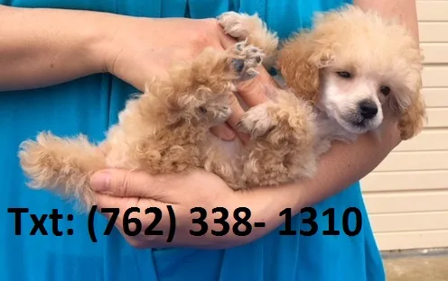 Dkjiek toy poodle puppies 