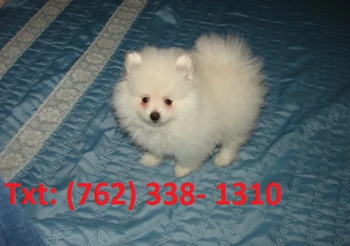 Kwdoj pomeraanian puppies 