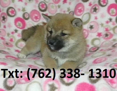 Nilsn shiba inu puppies 
