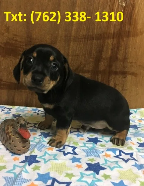 Lpehy miniature dachshund puppies 