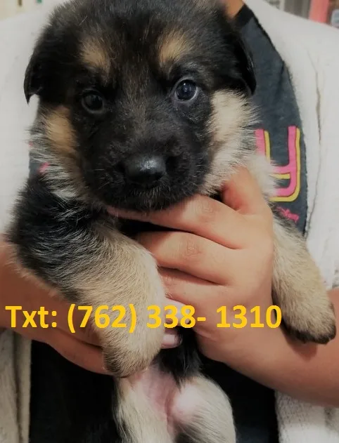 Nieubn german shepherd puppies 